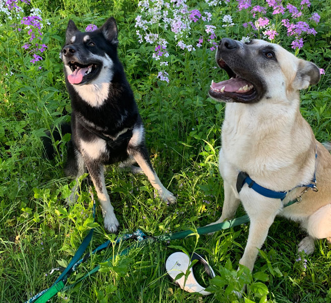Hans & Donata Pet