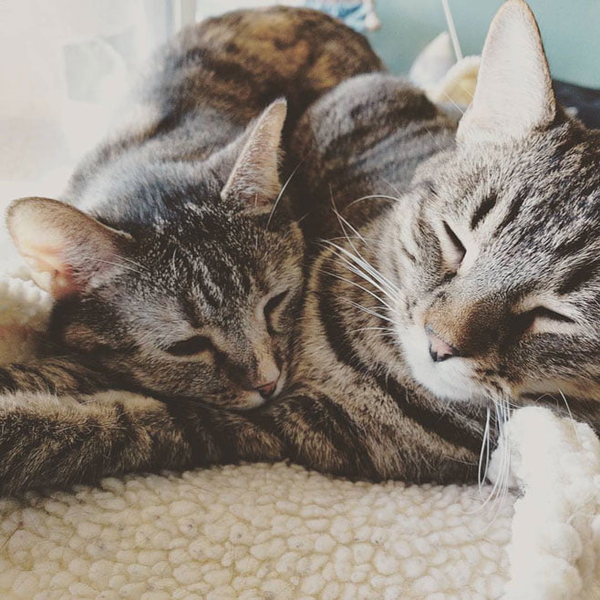 Mabel & Ollie