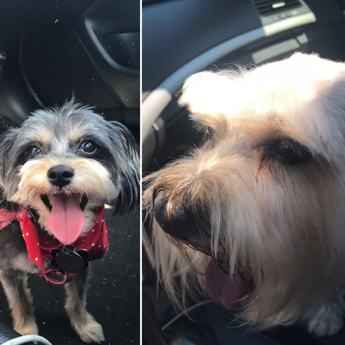 Twinkle & Lincoln