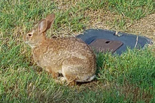 Harold The Bunny