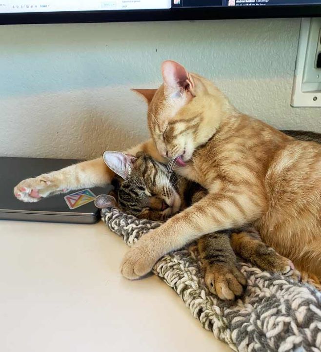 cats-kirby-august